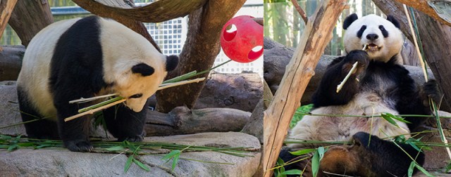 Bai Yun (White Cloud) 22yo