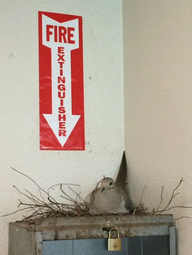 found a bird that puts out fire