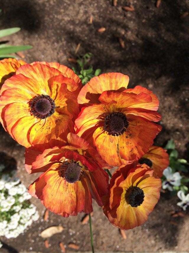 walked by these poppies in Coronado