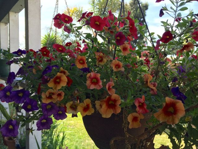 Dan's hanging flowers
