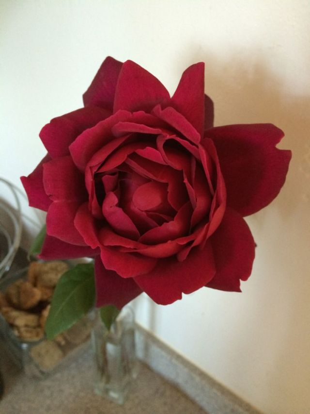 Dan's favorite rose - full in color and aroma