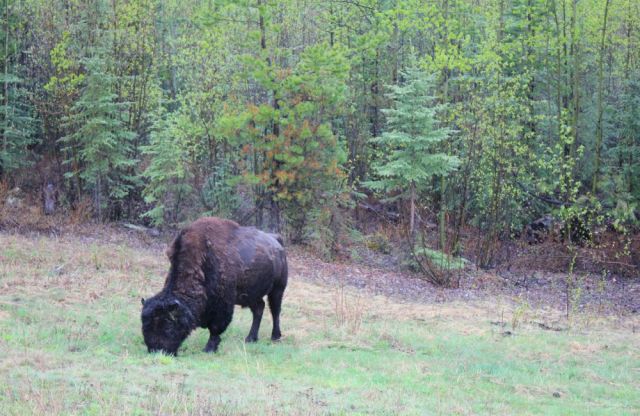 American bison in Stikine region