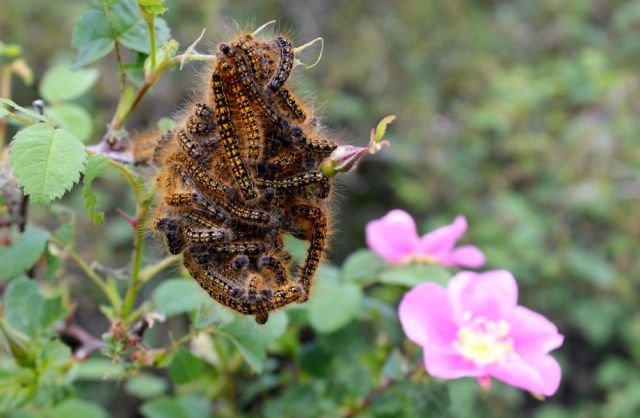 silk worms at Deception Pass, Whidbey Island