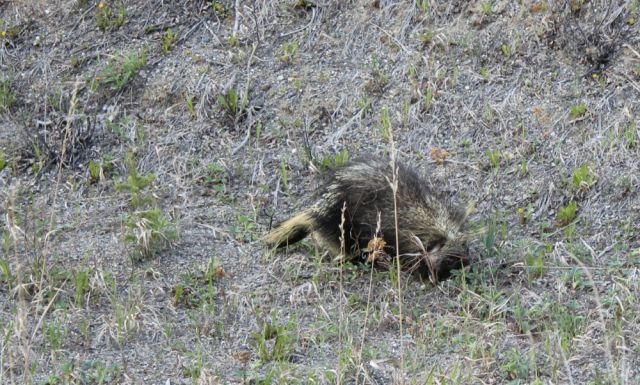 porcupine near Marsh Lake, YT