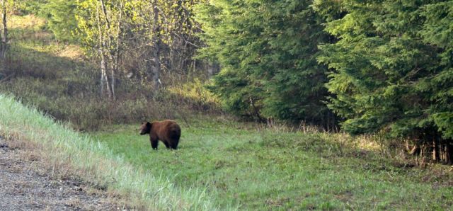 Our first brown bear near Cottonwood, BC!