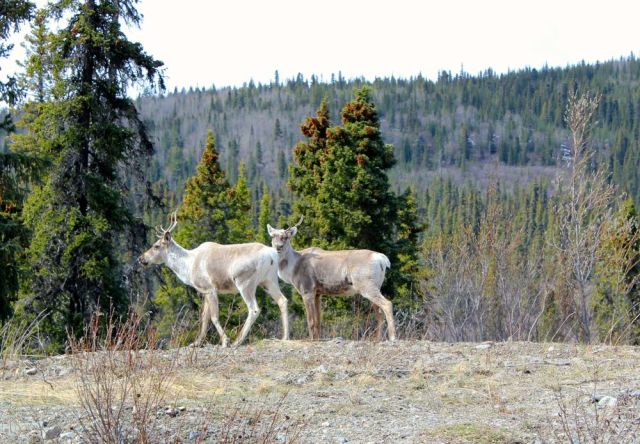 caribou south of Dease Lake, BC