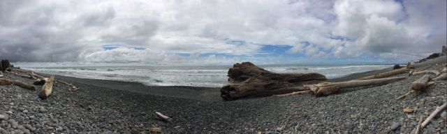 driftwood near Queets, WA