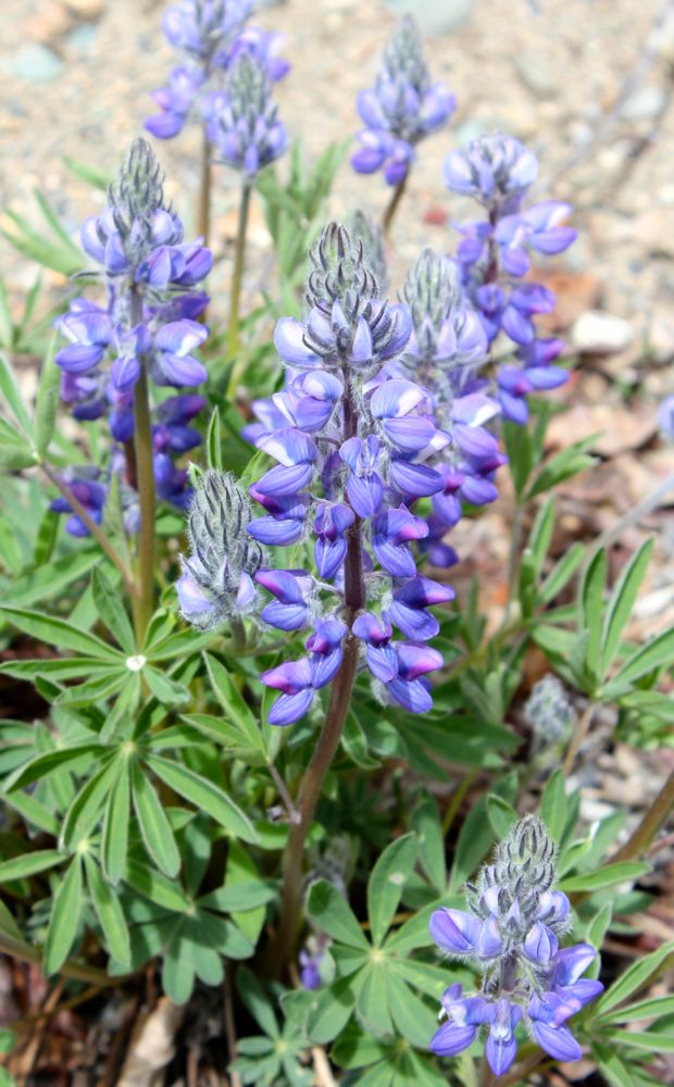purple flowers by the lake