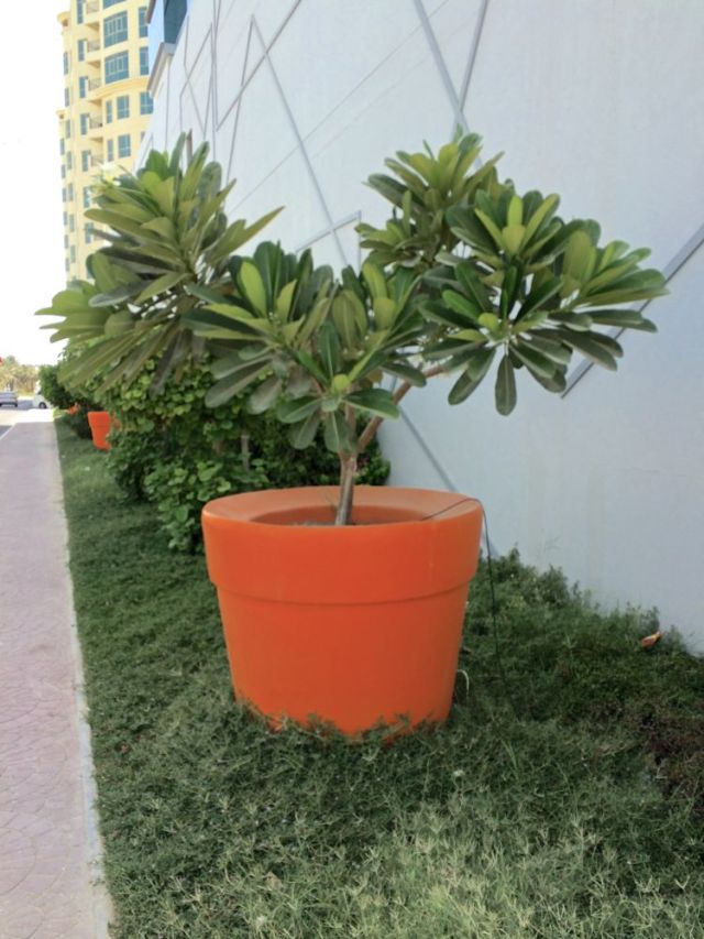 largest terracotta pot I've seen