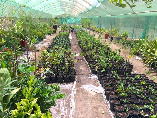 the hidden green of the desert