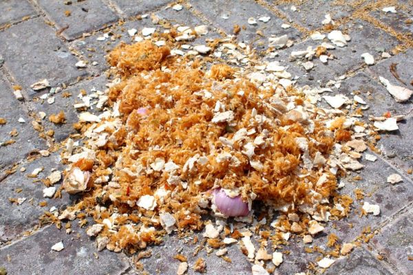 what the birds were eating