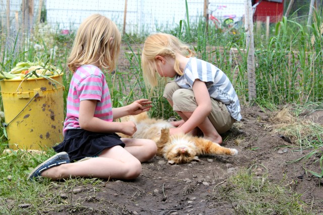 Sage, Harry, and Sammi in the backyard