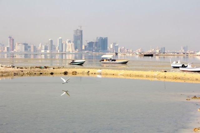 an egret over the water