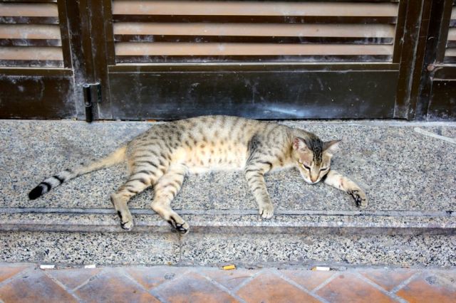 "Think I'll just have a few smokes before my nap in the shade."