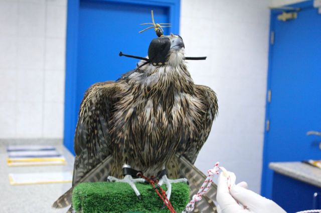 showing off her colors and cap 