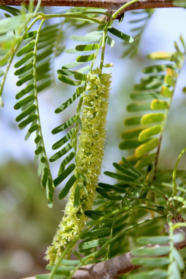 a close-up of the greenery 