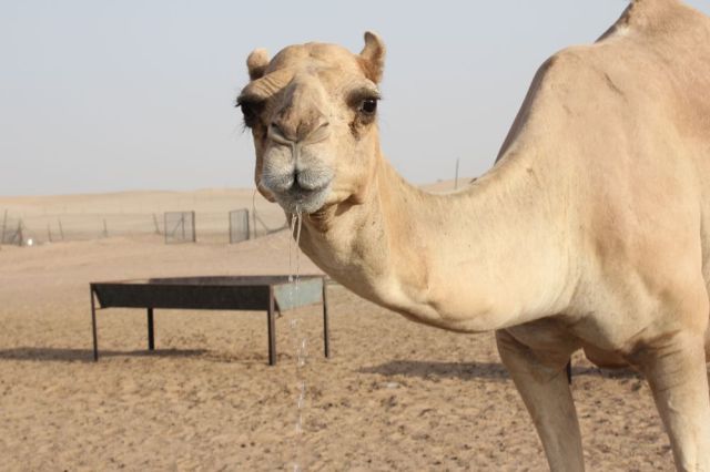 a camel drinking in the desert 