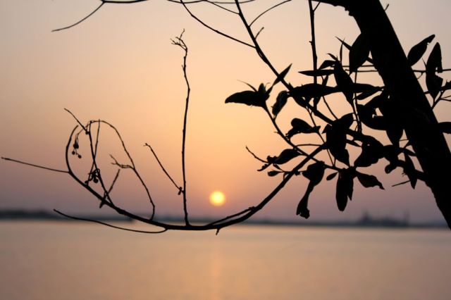 the sun through the trees