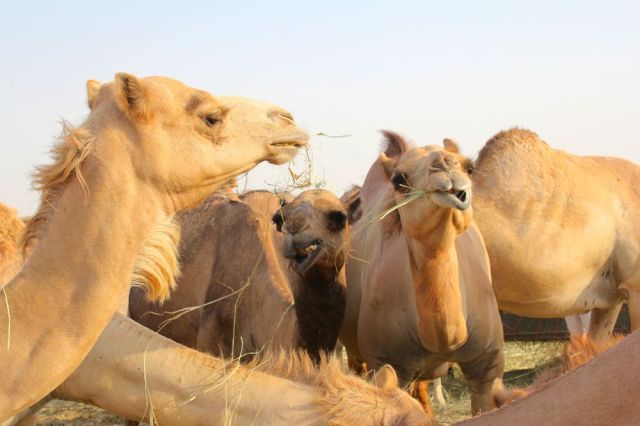 not letting the paparazzi interrupt their dinner 