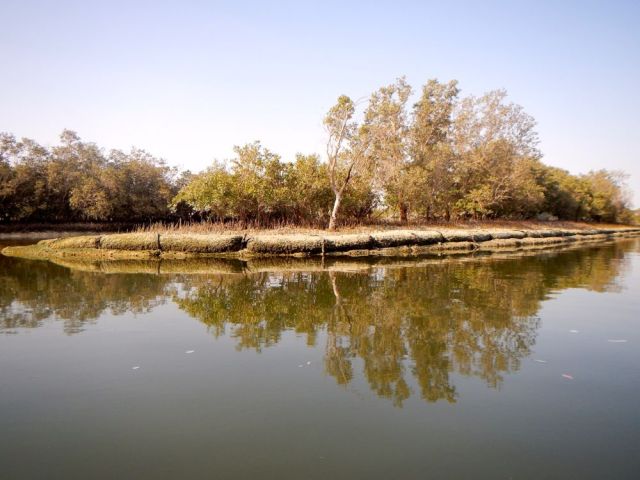 paddling through the mangroves