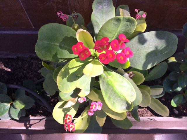 just another plant in the desert