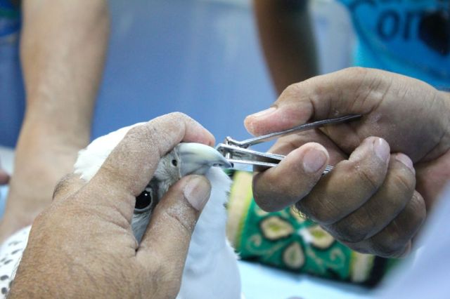 trimming of the beak 'teeth'