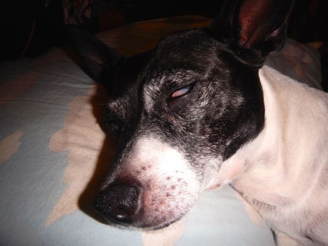 Piggy enjoying her favourite pastime 