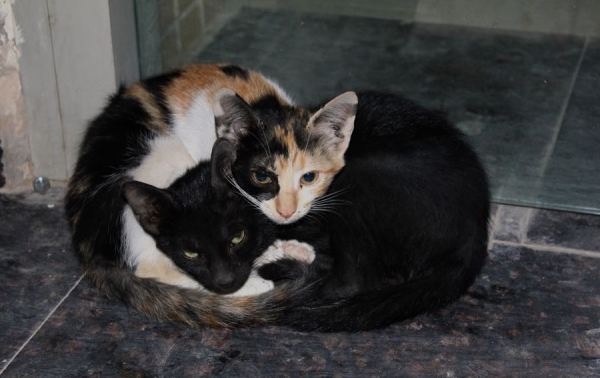 the cuddling kitten witnesses