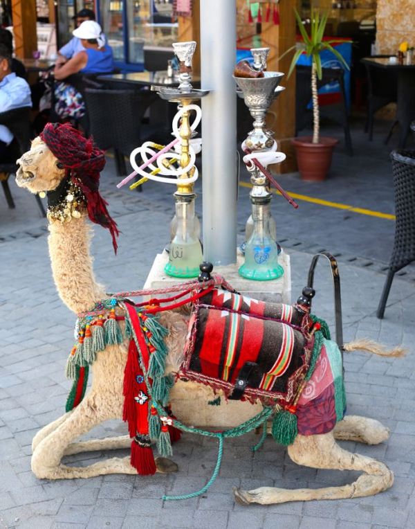 this camel smoked too much sheesha
