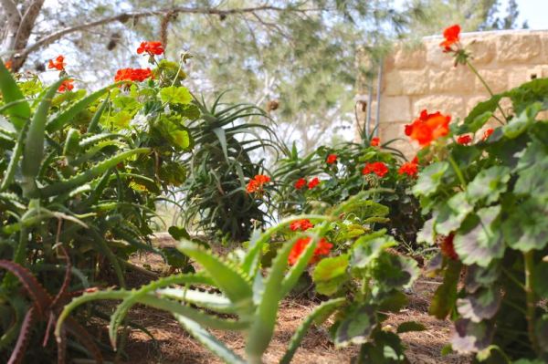playing in the garden of Mount Nebo
