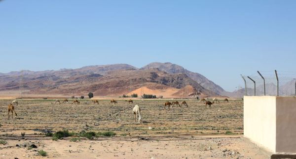 Oh, give me a home where the camel graze... and I'll play in the sun all day