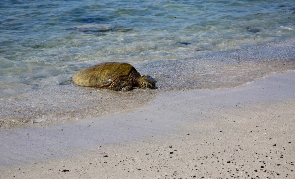 Green sea turtle near Ai'ōpio Fishtrap