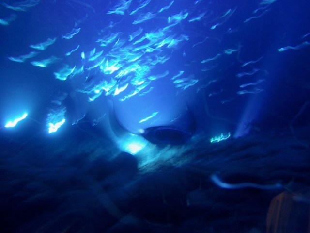 manta ray at night