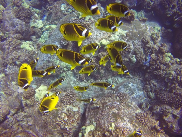 DCIM100GOPROGOPR1030.