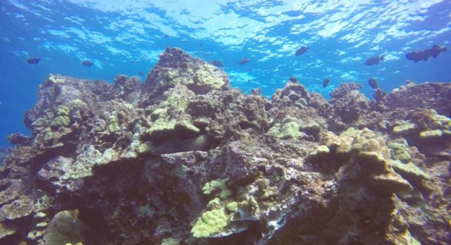 DCIM100GOPROGOPR1039.