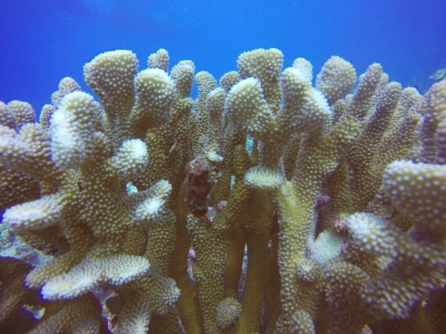 DCIM100GOPROGOPR1050.