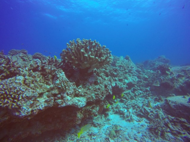 DCIM100GOPROGOPR1082.