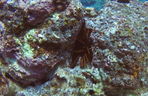 DCIM100GOPROGOPR1149.