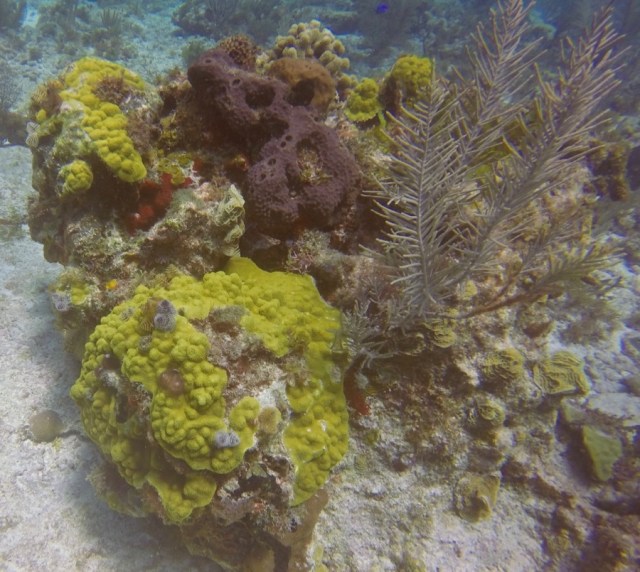 DCIM100GOPROGOPR2578.