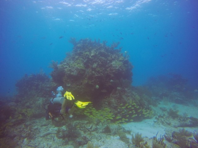 DCIM100GOPROGOPR2645.