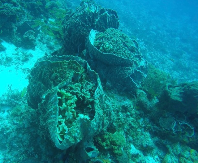 DCIM100GOPROGOPR2398.