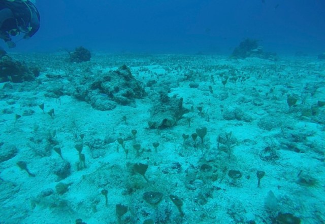 DCIM100GOPROGOPR2475.