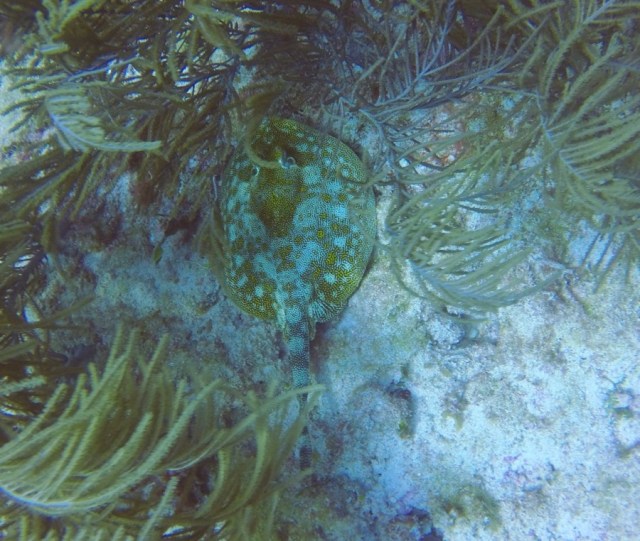 DCIM100GOPROGOPR2696.