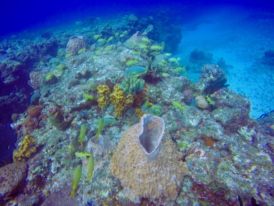 DCIM100GOPROGOPR2705.