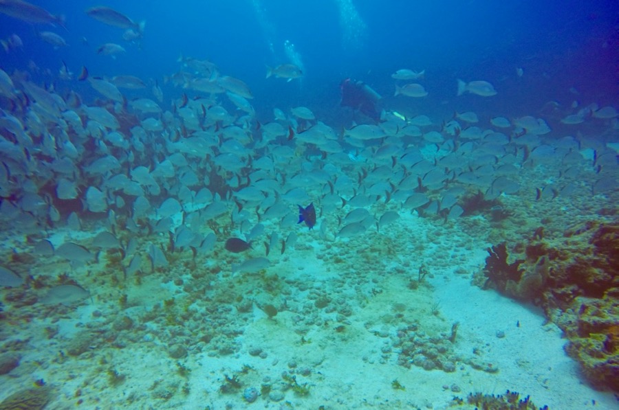 DCIM100GOPROGOPR2725.