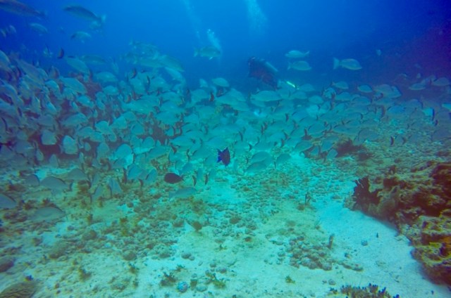 DCIM100GOPROGOPR2725.