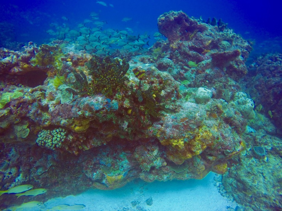 DCIM100GOPROGOPR2738.