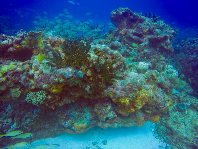 DCIM100GOPROGOPR2738.