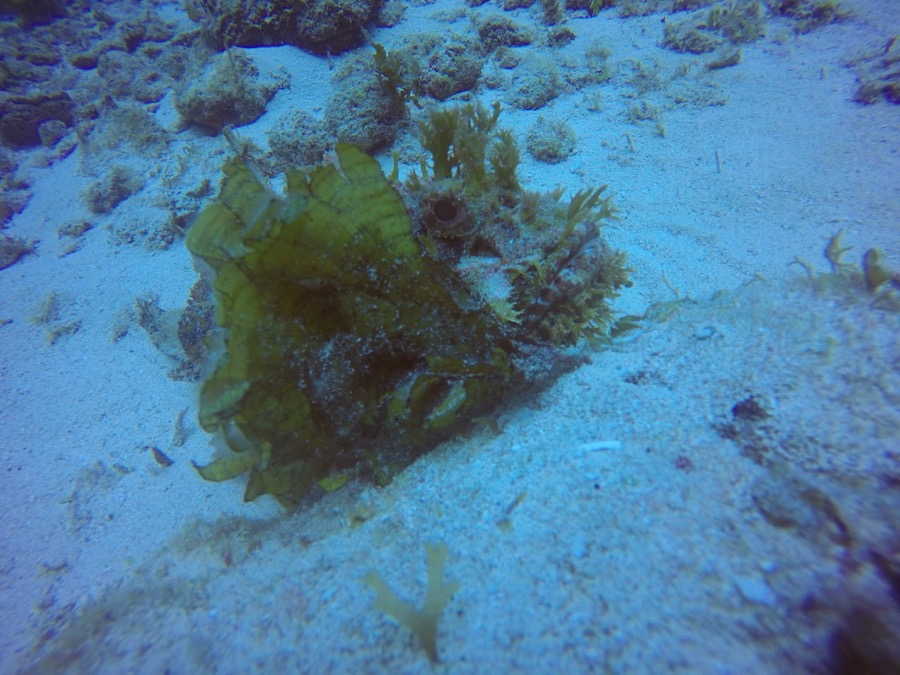 DCIM100GOPROGOPR2780.