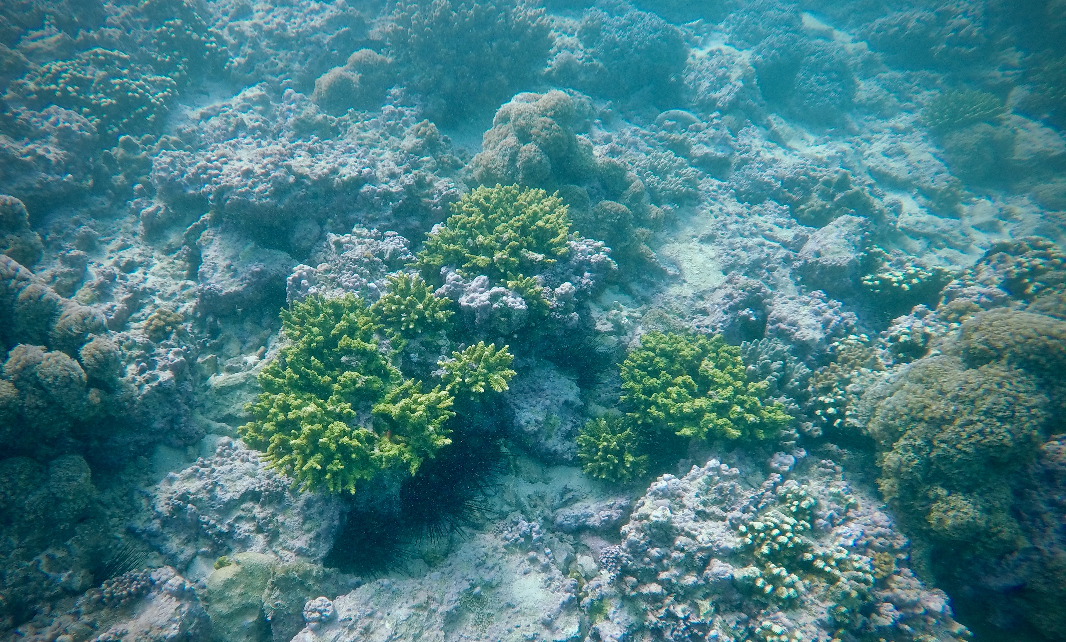 This image has an empty alt attribute; its file name is gopr3643-1.jpeg